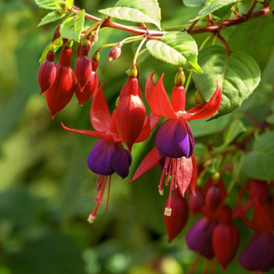 Fuchsia Quarter Standard Duo Colourful Display of Purple Red Flowers ...