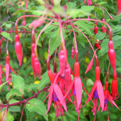 Fuchsia Riccartonii Garden Plant - Scarlet and Purple Blooms, Compact Size, Hardy (15-30cm Height Including Pot)