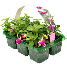 Fuchsia Semi-Trailing Bella Nora Basket Plants: Delicate Cascade, Exquisite Blooms, 6 Pack Grace (Ideal for Baskets)