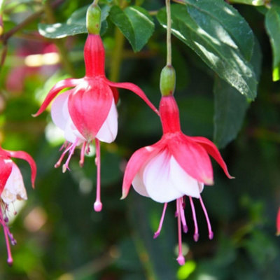 Fuchsia Snowcap 3 Litre Potted Plant x 1