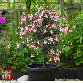 Fuchsia Standard Elma ( Pink Baby ) 19cm Pot x 1