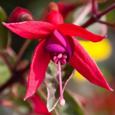 Fuchsia Sunray Garden Plant - Variegated Foliage, Pink and Purple Flowers, Compact Size (15-30cm Height Including Pot)