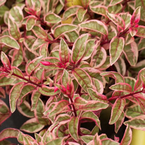 Fuchsia Sunray Plant - Lovely Flowers and Variegated Foliage, Low Maintenance (15-30cm Height Including Pot)