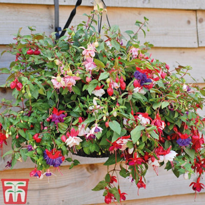 Fuchsia Trailing Mix Preplanted Hanging Basket 10in (25cm) x 2
