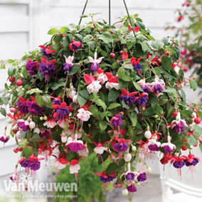Fuchsia Trailing Mixed - 20 Plug Plants - Summer Flowering - Ideal For Hanging Baskets