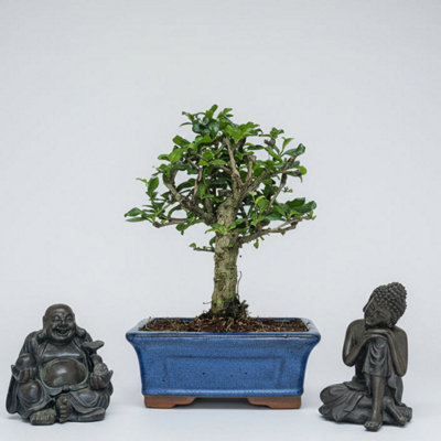 bonsai tree scissors Roshi Bonsai & All-Purpose Butterfly Shears 6