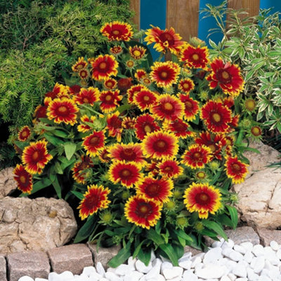 Gaillardia Goblin (Torchlight) 1 Packet (100 Seeds)