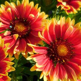 Gaillardia 'Sunset Cutie': Bright Blooms, Effortless Gardening (15-25cm)