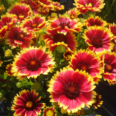 Gaillardia 'Sunset Cutie': Bright Blooms, Effortless Gardening (15-25cm)
