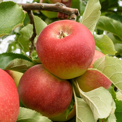 Gala' Apple Patio Fruit Tree in a 5L Pot 90 - 110cm Tall Grow Your Own Fruit Fruit Trees for Gardens