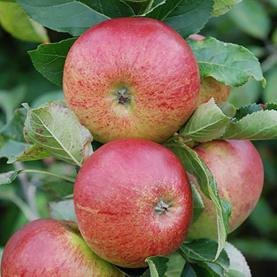 Gala' Apple Patio Fruit Tree in a 5L Pot 90 - 110cm Tall Grow Your Own Fruit Fruit Trees for Gardens