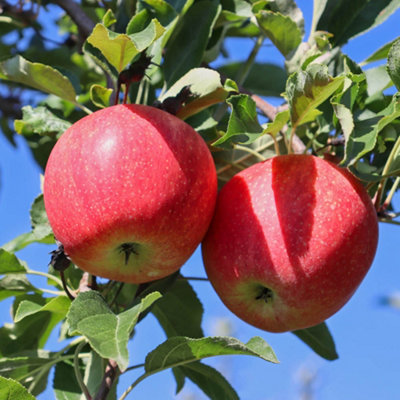Gala' Apple Patio Fruit Tree in a 5L Pot 90 - 110cm Tall Grow Your Own Fruit Fruit Trees for Gardens - 3