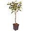 Gala' Apple Patio Fruit Tree in a 5L Pot 90 - 110cm Tall Grow Your Own Fruit Fruit Trees for Gardens