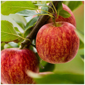 Gala Apple Tree 3-4ft, in a 6L Pot, Self-Fertile, Sweet Flavour, Good For Juice 3FATPIGS