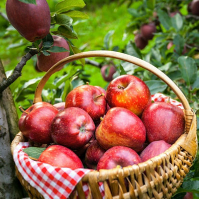Gala Apple Tree - RHS Award-Winning Sweet Thin-Skinned Self-Fertile ...