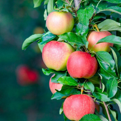 Gala Apple Tree - RHS Award-Winning Sweet Thin-Skinned Self-Fertile ...