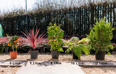 Gala Apple Tree - RHS Award-Winning Sweet Thin-Skinned Self-Fertile ...