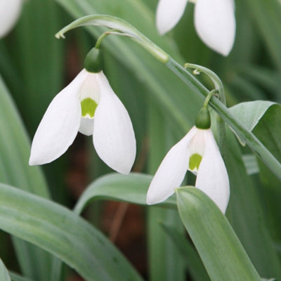 Galanthus Elwesii Snowdrop 9cm Pot 4 Per Pot Bulb Plant