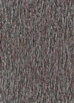 Galerie Amazonia Brown Bark Smooth Wallpaper