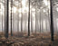 Galerie Atmosphere Brown Forest Wall Mural
