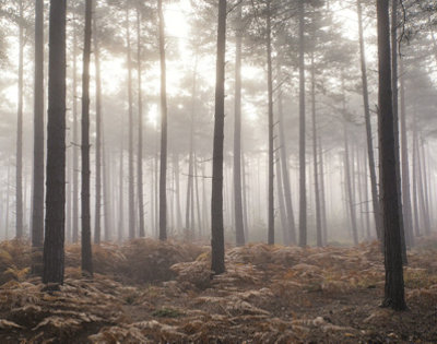 Galerie Atmosphere Brown Forest Wall Mural