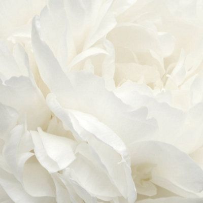 Galerie Atmosphere White Rose Wall Mural