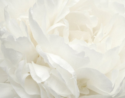 Galerie Atmosphere White Rose Wall Mural