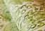 Galerie Tropical Collection Avacado Tahiti Inspired Damask Wallpaper Roll
