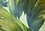 Galerie Tropical Collection Avocado Somoa Inspired Tropical Leaves Wallpaper Roll