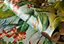 Galerie Tropical Collection Blue Banana Kiribati Floral Inspired Wallpaper Roll