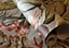 Galerie Tropical Collection Peanut Kiribati Floral Inspired Wallpaper Roll