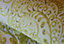 Galerie Tropical Collection PineappleTahiti Inspired Damask Wallpaper Roll