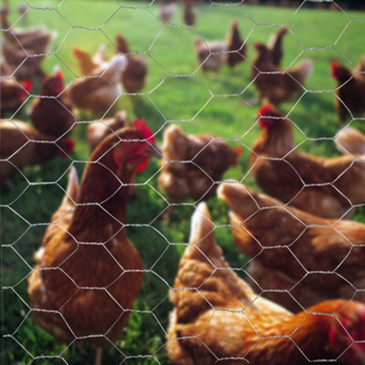 Galvanized Large Hexagonal Wire Mesh Fencing Aviary Net 0.9 x 5 m