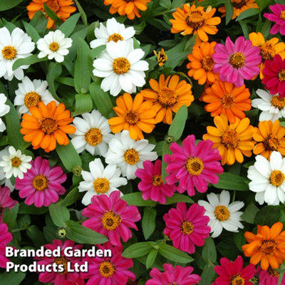 Garden Container Collection 60 Garden Ready Plants