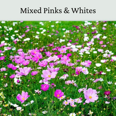 Garden Cosmos Seeds Pink & White 20g