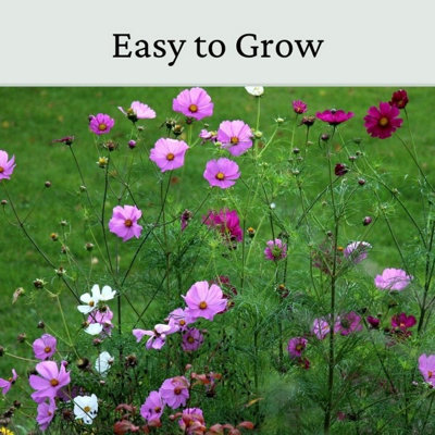 Garden Cosmos Seeds Pink & White 20g - 3