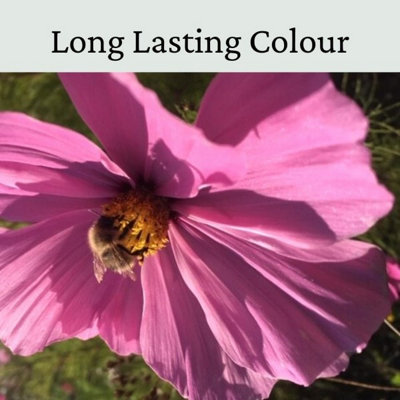 Garden Cosmos Seeds Pink & White 20g - 4