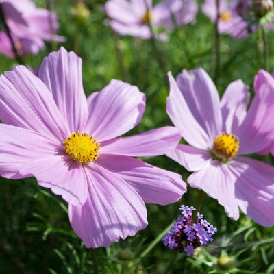 Garden Cosmos Seeds Pink & White 20g - 6