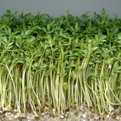 Garden Cress for Sprouts Vegetable Seeds for Planting UK  5000 Seeds