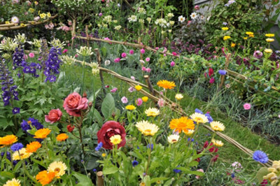 A vibrant mix of colourful perennials with complementary colours and varied heights.