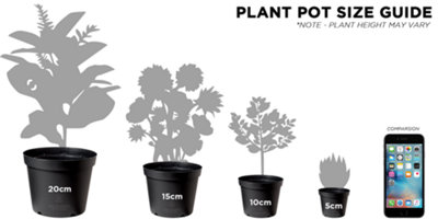 Garden Mint (10-20cm Height Including Pot) Garden Herb Plant - Aromatic Perennial, Compact Size