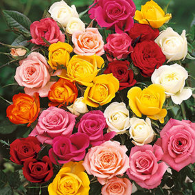 Garden Rose Collection, 5 x Bare Root Bushes, Tea Rose Hybrid Varieties, Disease Resistant, Easy to Grow