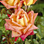 Garden Rose Collection, 5 x Bare Root Bushes, Tea Rose Hybrid Varieties, Disease Resistant, Easy to Grow