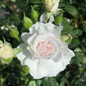 Garden Rose 'Dame Deborah James' in a 3L Pot