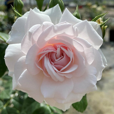 Garden Rose 'Dame Deborah James' in a 3L Pot - 4