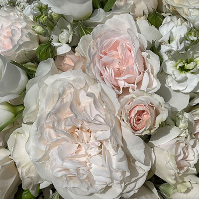 Garden Rose 'Dame Deborah James' in a 3L Pot - 6