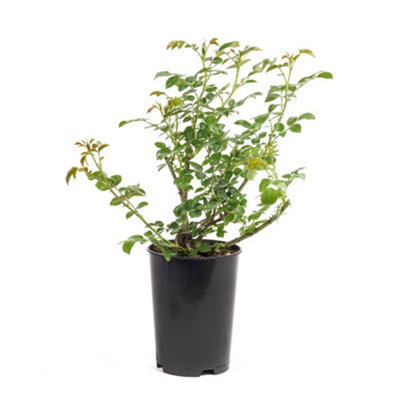 Garden Rose 'Dame Deborah James' in a 3L Pot - 7