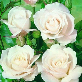 Garden Rose 'Silver Wedding 25th Anniversary' in a 3L Pot Silver Wedding Anniversary Perfect in Pots or as Outdoor Plants
