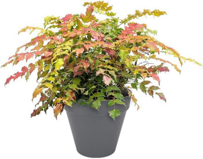 Garden Store Direct Urban Jungle Round Plant Pots - Indoor or Outdoor - 45cm Anthracite