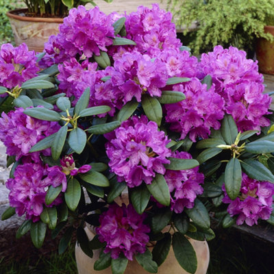 Gardeners Dream Rhododendron Catawbiense Grandiflorum (9cm)